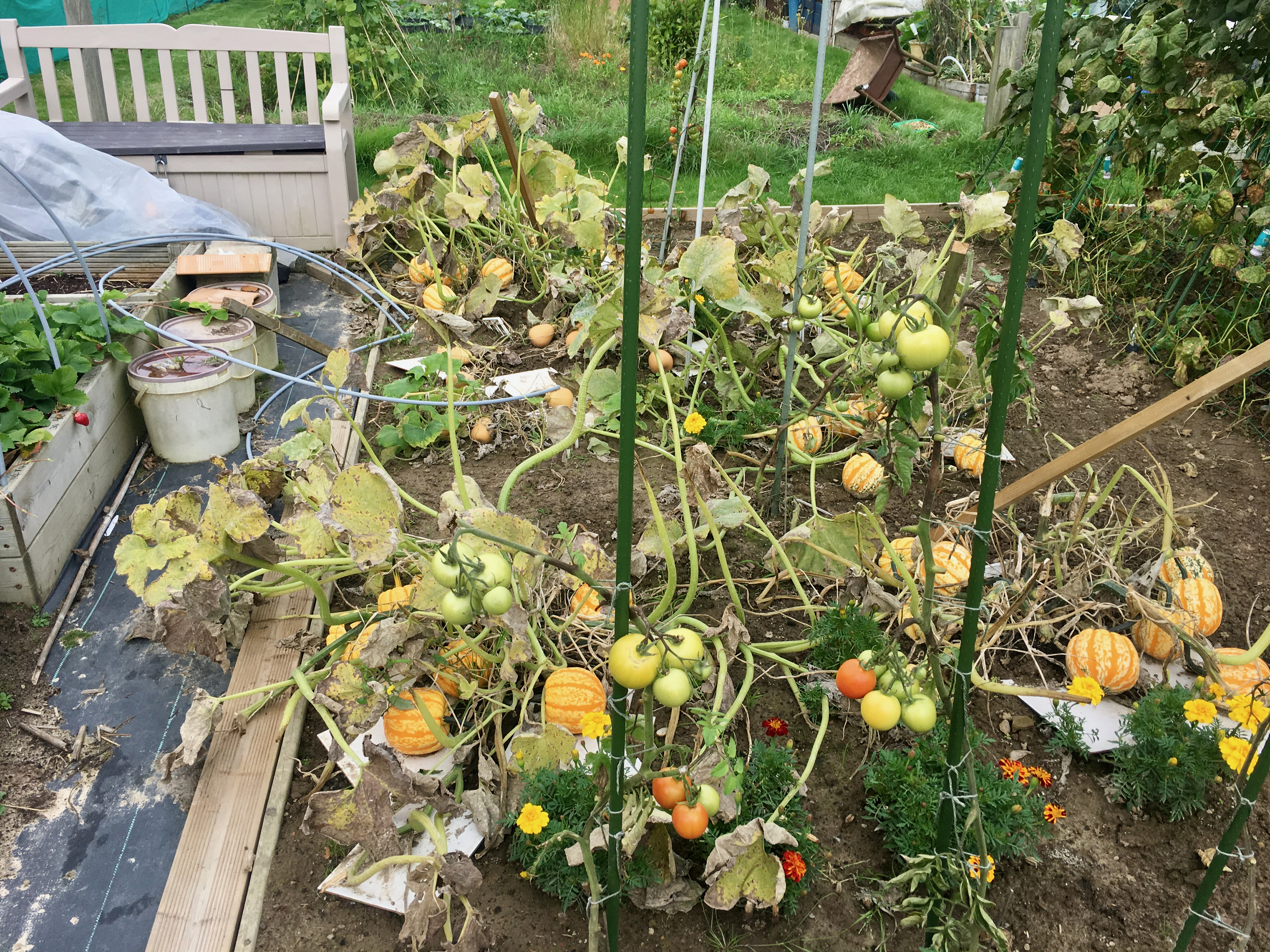 My mums slightly overgrown allotment. In the middle her collection of pumpkins wich are yellow and turning orange. There's also some green and yellow tomatoes on the right. On the left is some black matting, buckets and a box of strawberry plants