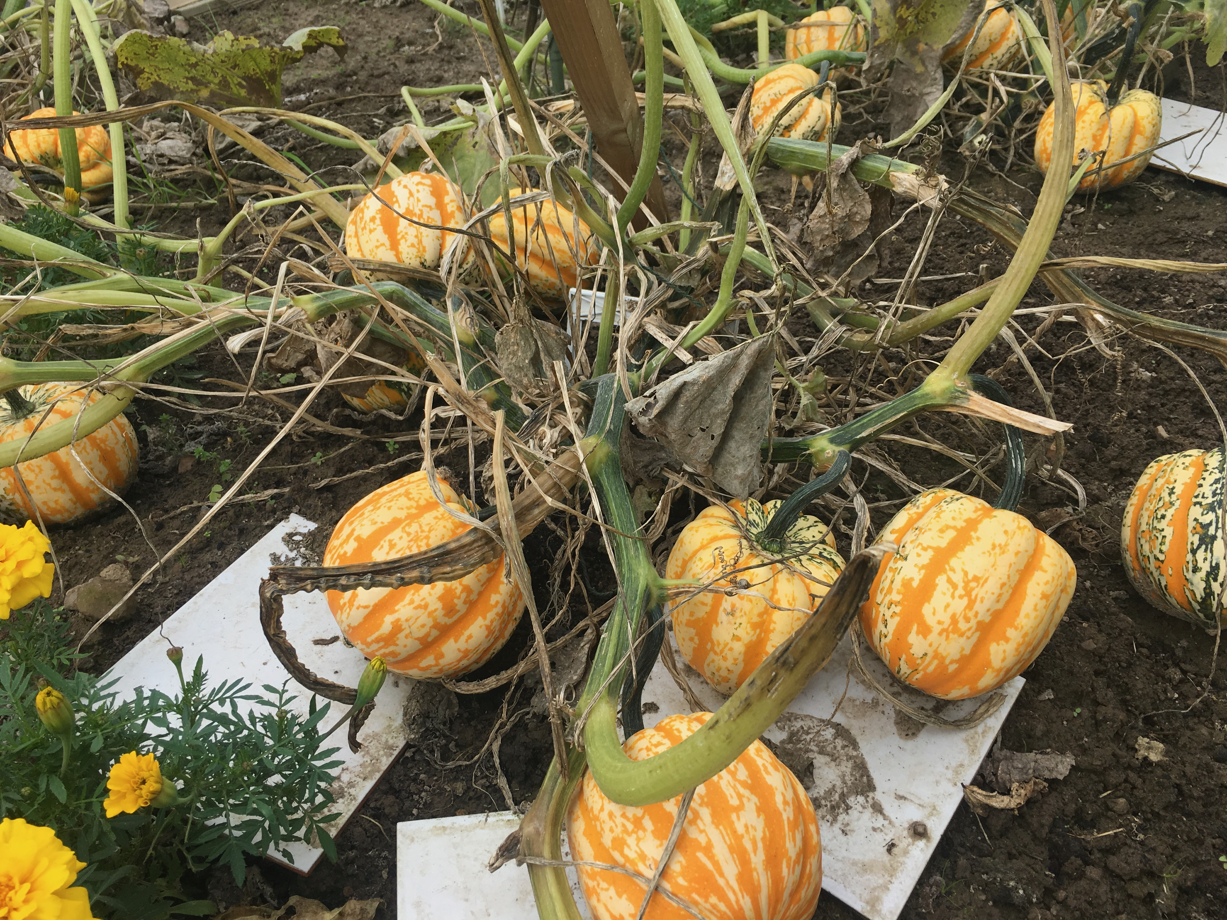 One of my mums pumpkin plants. It has some green vines with yellow and orange pumpkins. There are also some dead brown/black vines. The pumpkins are sat on white tiles.