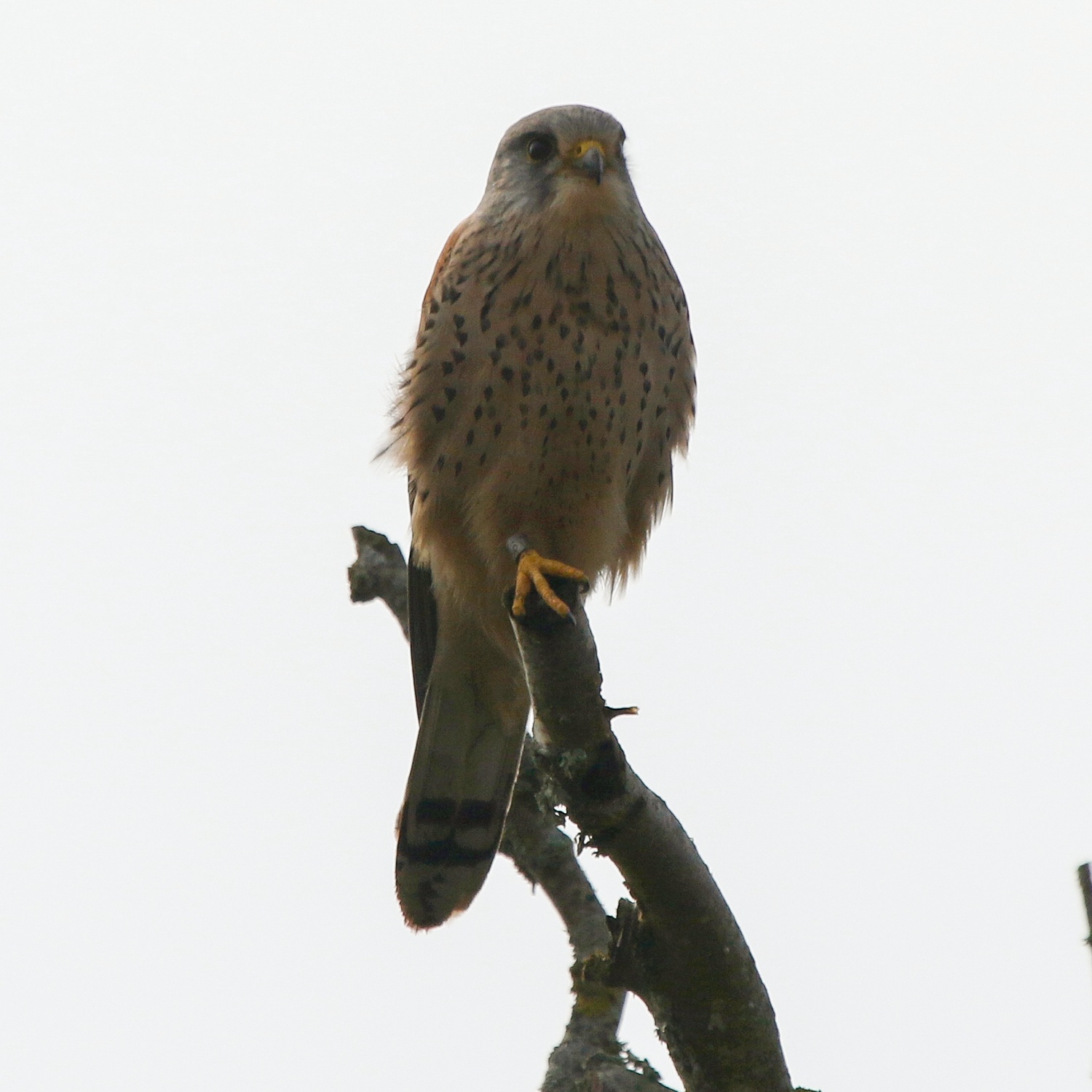 Kestrel sitting on a branch at top of tree with blue/white sky in the background