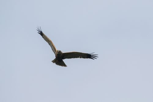 Marsh Harrier flying against blue sky approaching camera