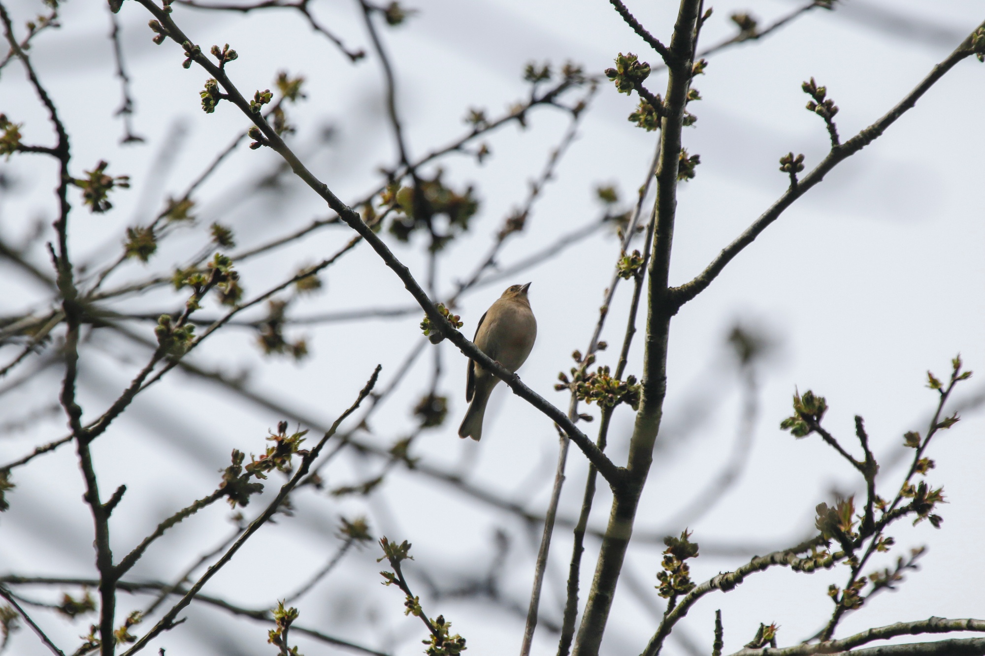 Warbler from below sitting on branch in tree
