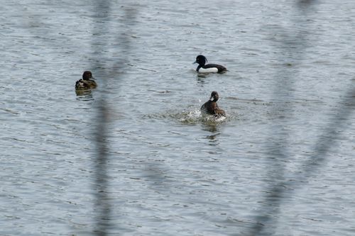 3 Tufted ducks swimming in pond, with the closest duck facing the camera and splashing water