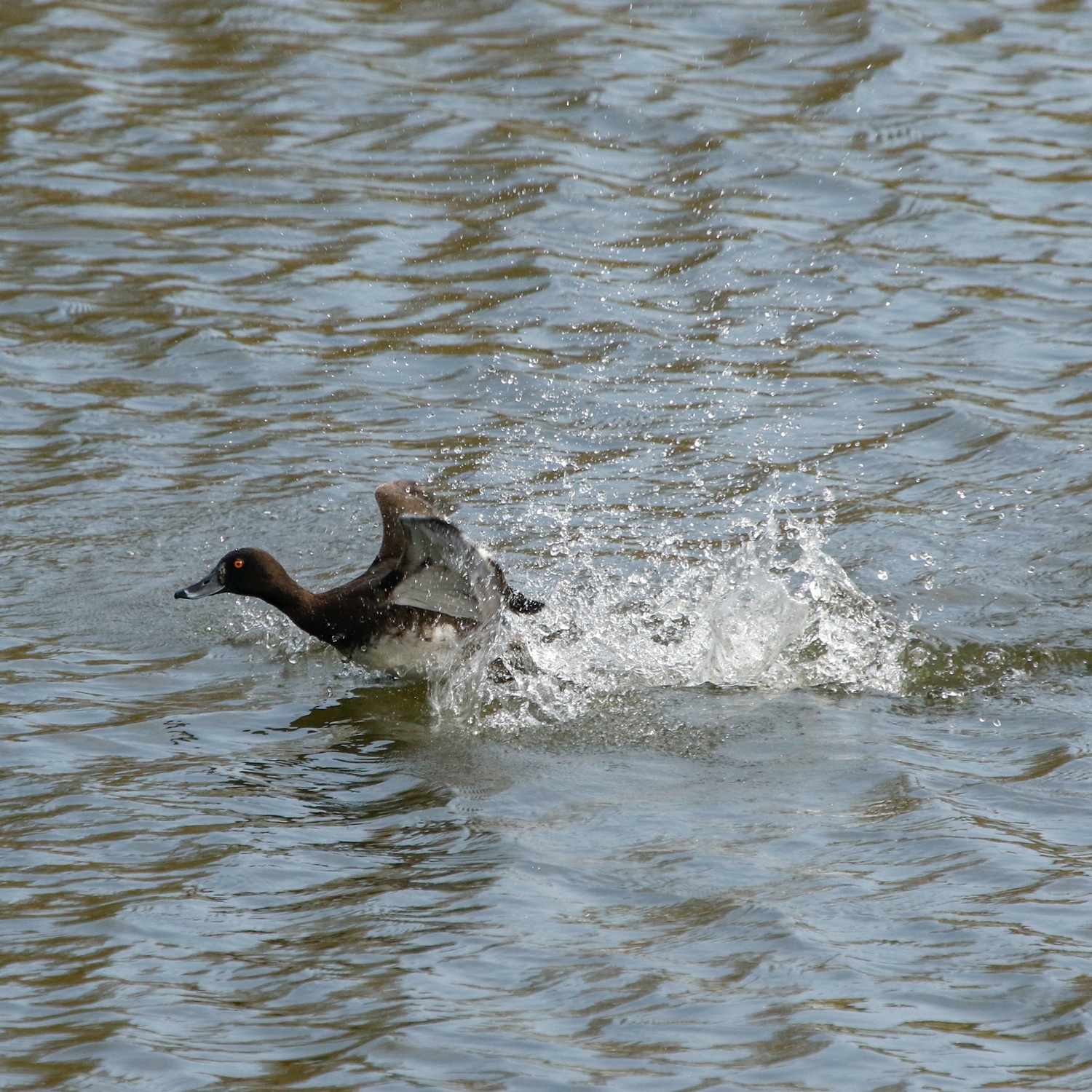 Tufted duck side on landing in pond causig a splash