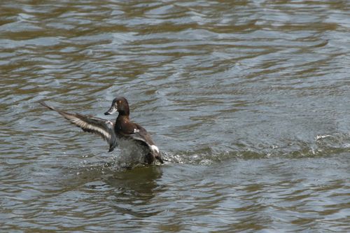 Tufted duck landing in pond causig a splash