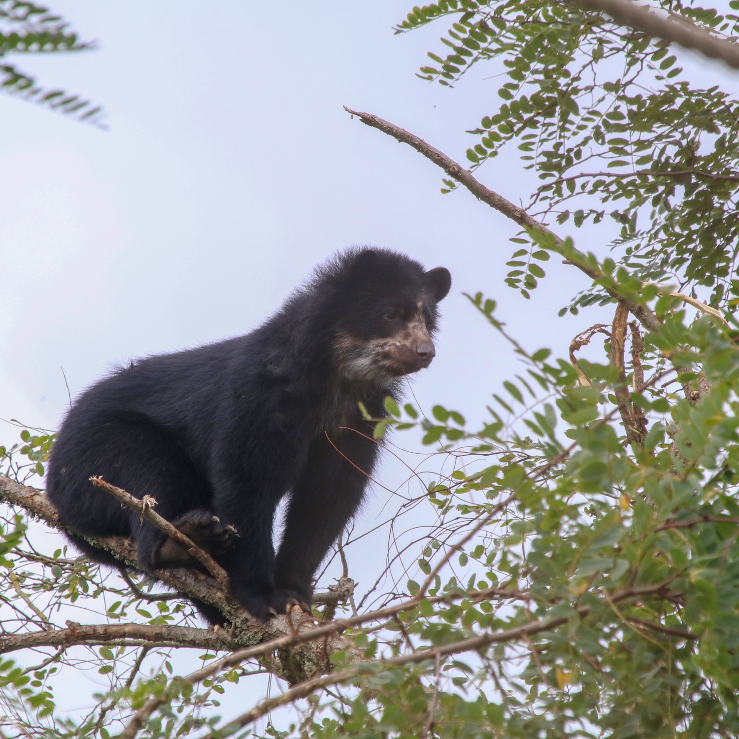 Andean bear cub sitting on a tree branch
