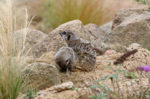 Pair of meerkats looking sitting in sandy area with rocks. One is looking down at the sky to the left and the other is looking at the ground to the right