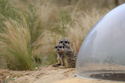 Pair of meerkats looking sitting in sandy area with rocks with a glass dome to the right. Both meetkats are looking in the general direction of the camera