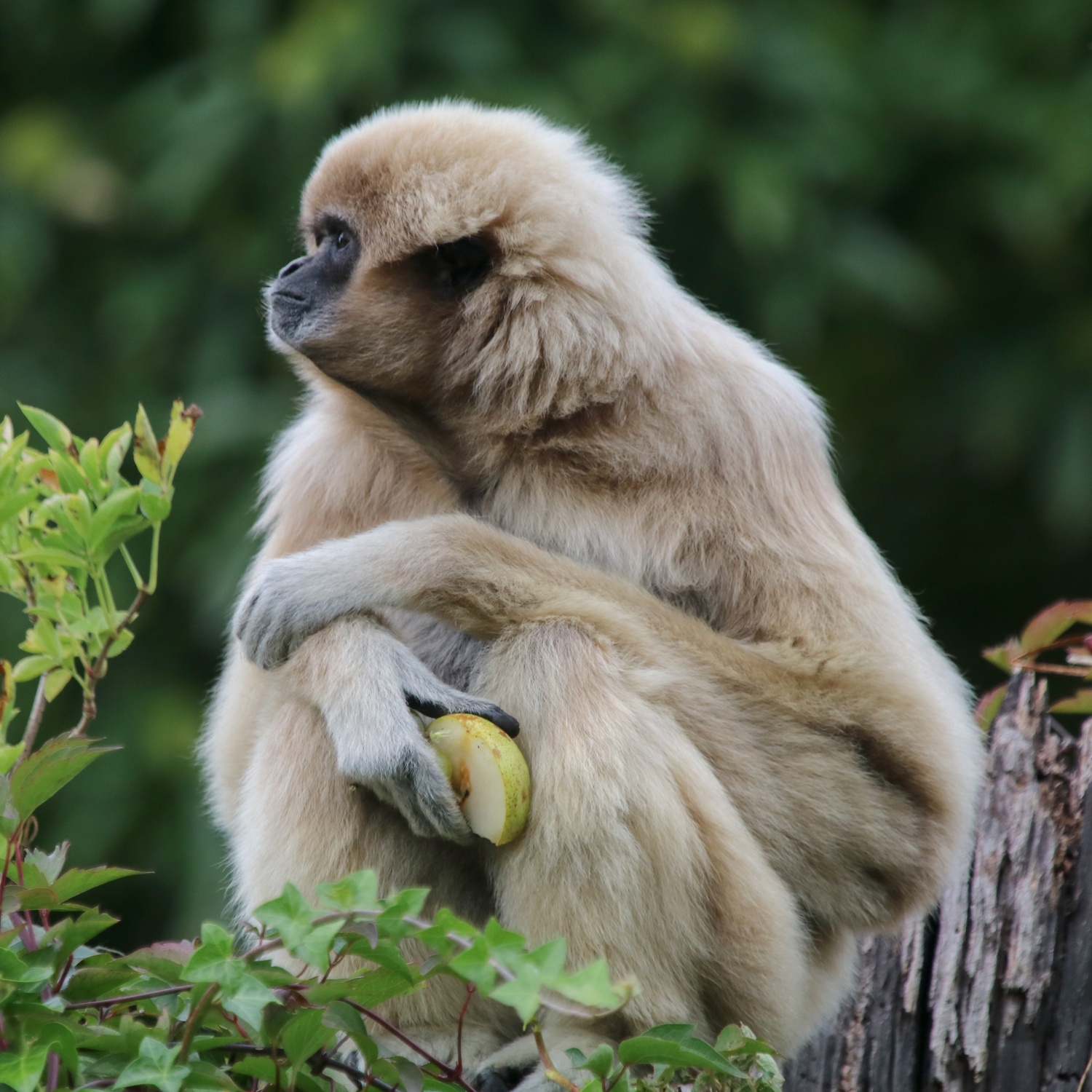 White lar gibbon sitting at top of tree looking left holding an apple