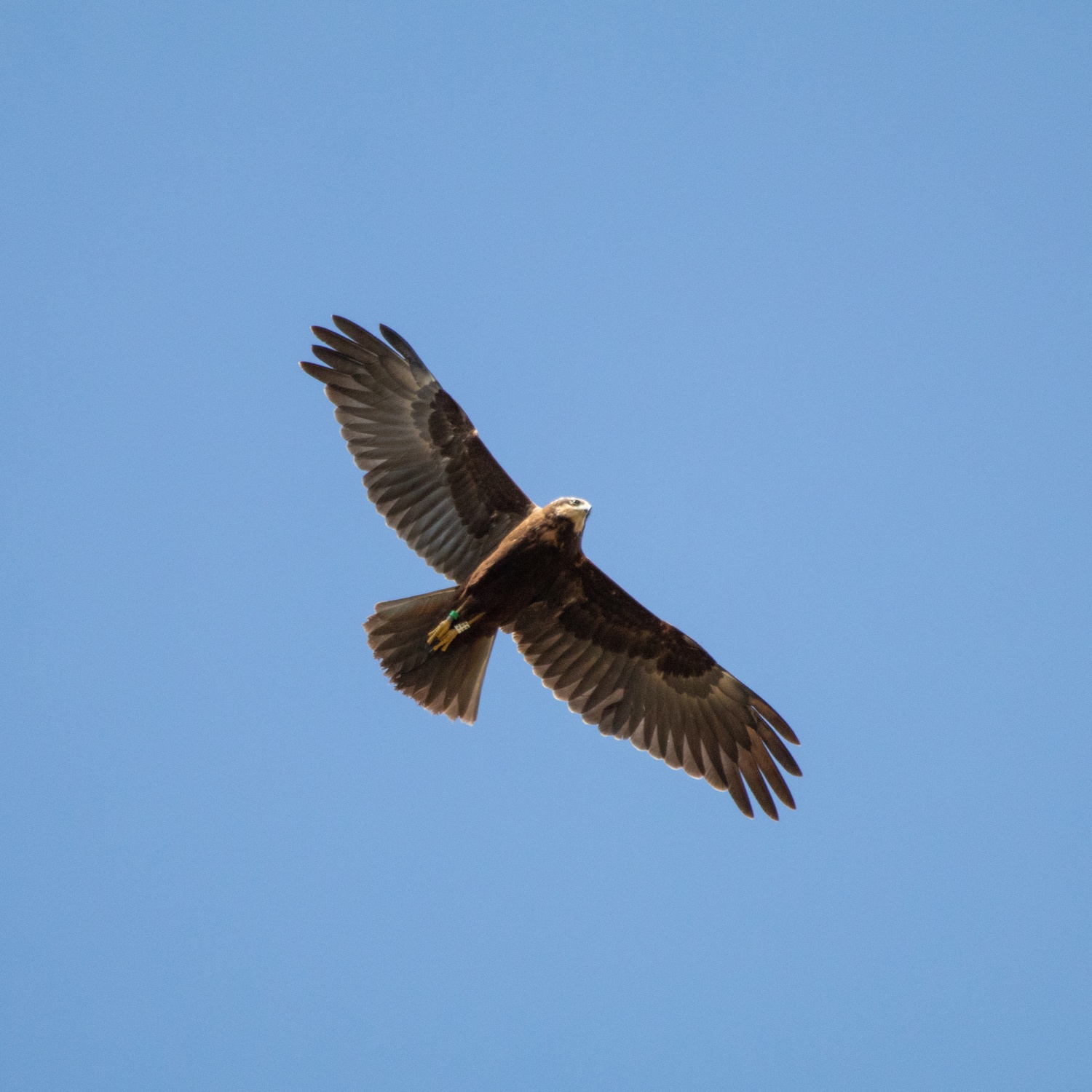 Marsh Harrier flying directly overhead against blue sky