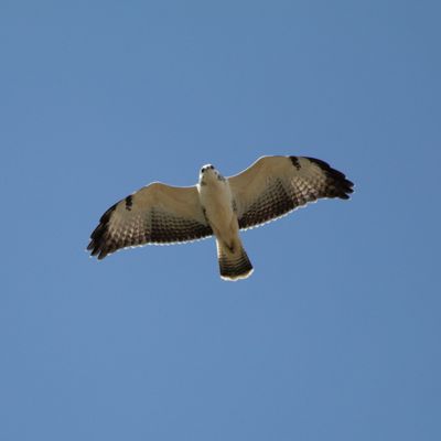 Unidentified bird flying direction overhead against blue sky
