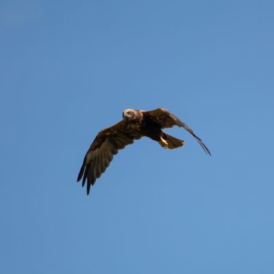 Unidentified bird flying against blue sky