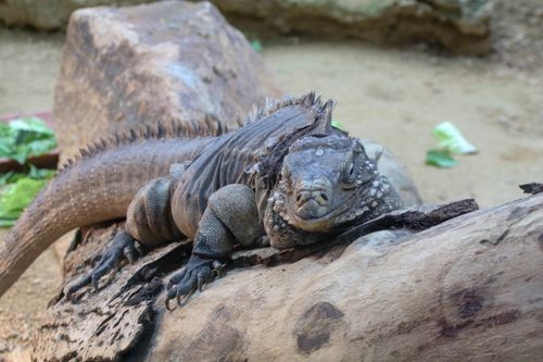 Lesser Antillean iguana sitting on layed down tree trunk