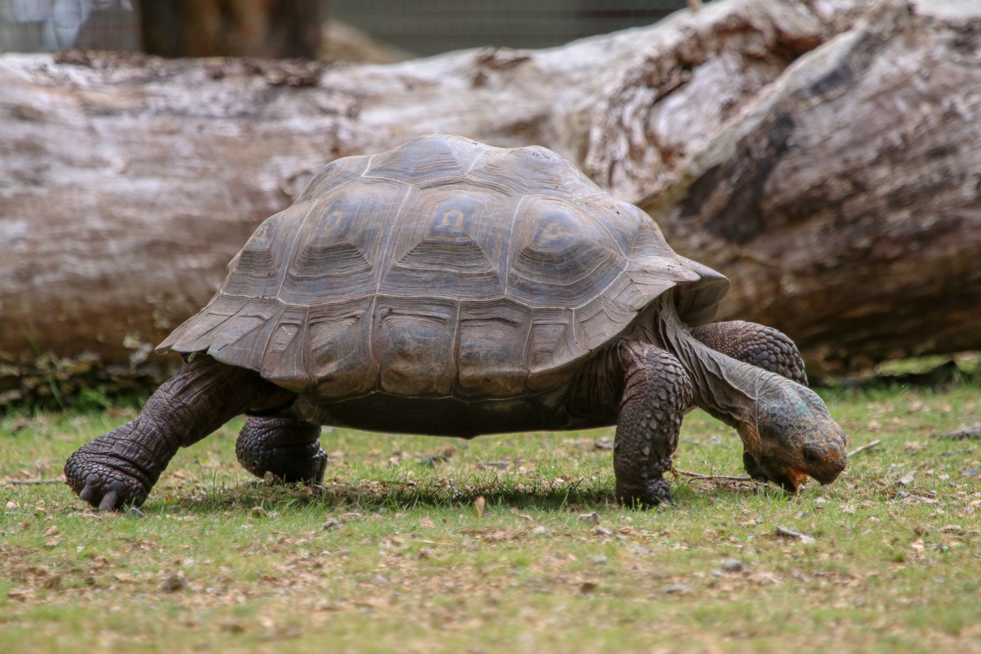 Galápagos tortoise walking along grass and trying to eat