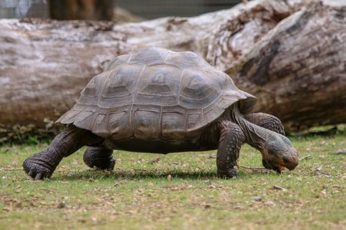 GalÃ¡pagos tortoise walking along grass and trying to eat