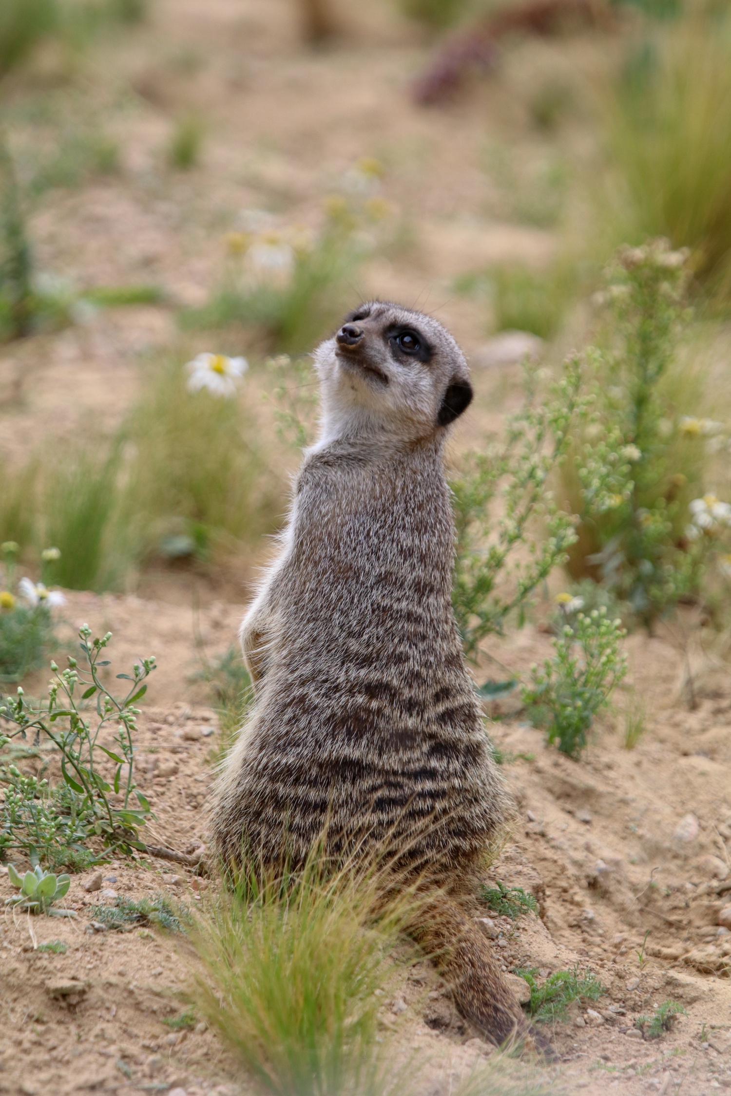Meerkat sat on sand with body facing away from camera and head turns in general direction of camera