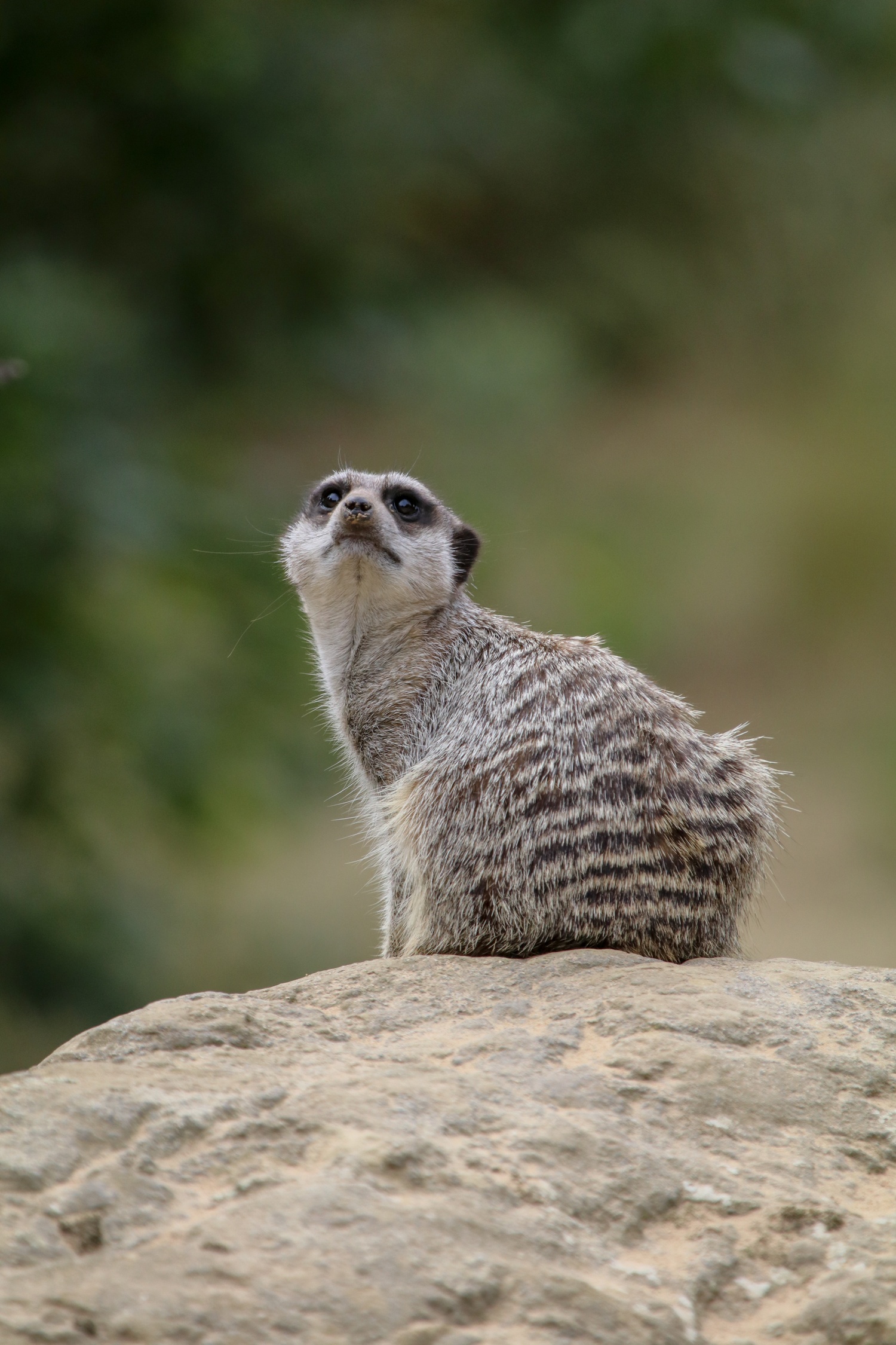 Meerkat sat on rock with body facing away from camera and head turns in general direction of camera