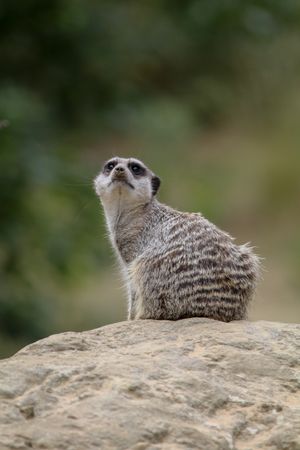 Meerkat sat on rock with body facing away from camera and head turns in general direction of camera