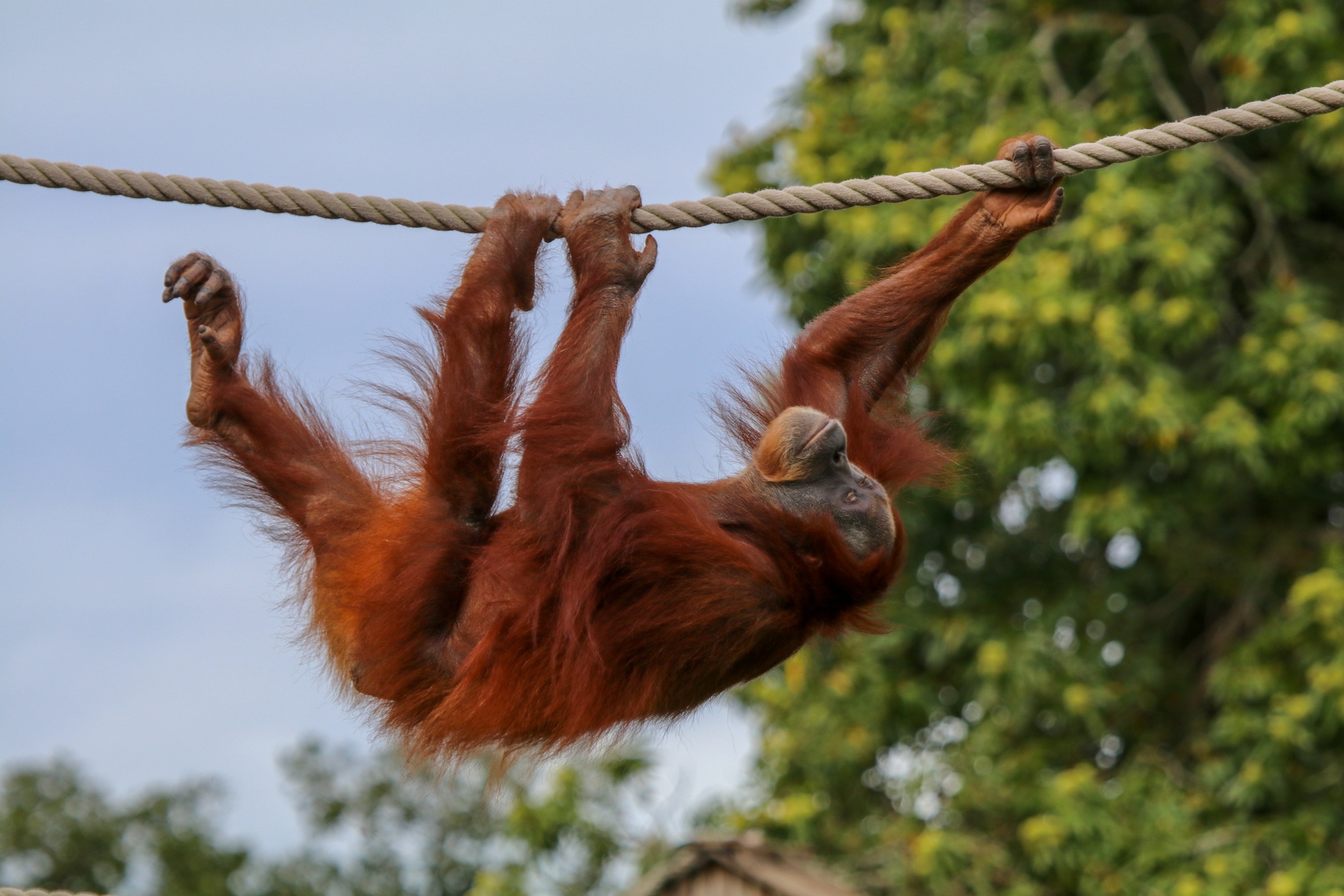 Sumatran orangutan climbing upsidedown along rope