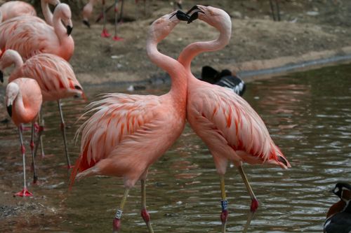 A pair of Chilean flamingos standing in water with chest and heads together in what appears to be a mating dance. Several other flamingos in background