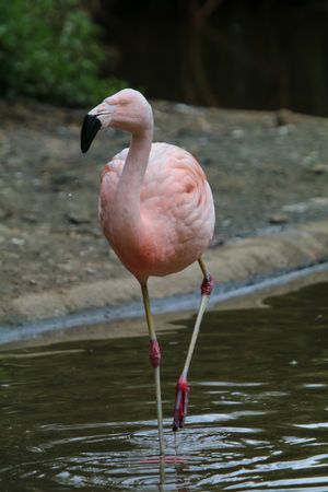 A Chilean flamingos walking in water in the general diection of the camera