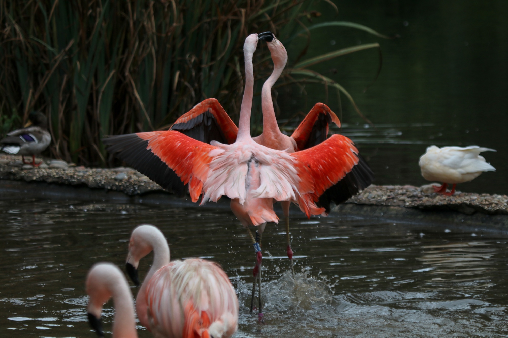 A pair of Chilean flamingos standing in water with faciing eachother with wings spread in what appears to be a mating dance. Several other flamingos in foreground