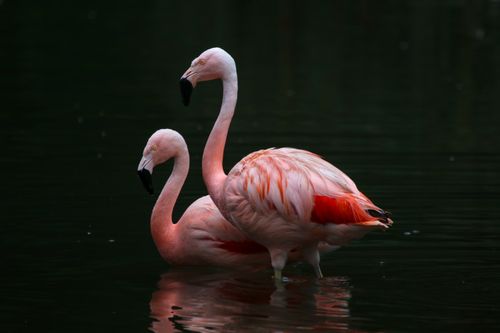 A pair of Chilean flamingos. One sitting in the water with the other standing protectively by its side.