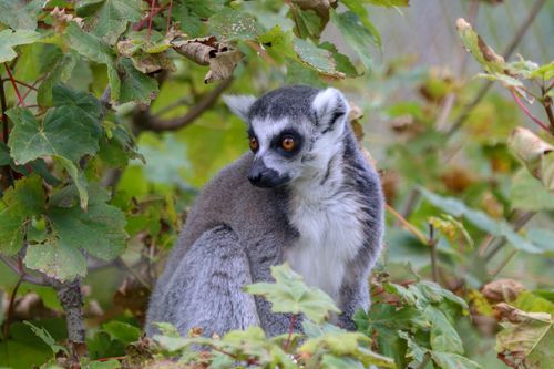 Ring-tailed sitting in tree surrounded by trees