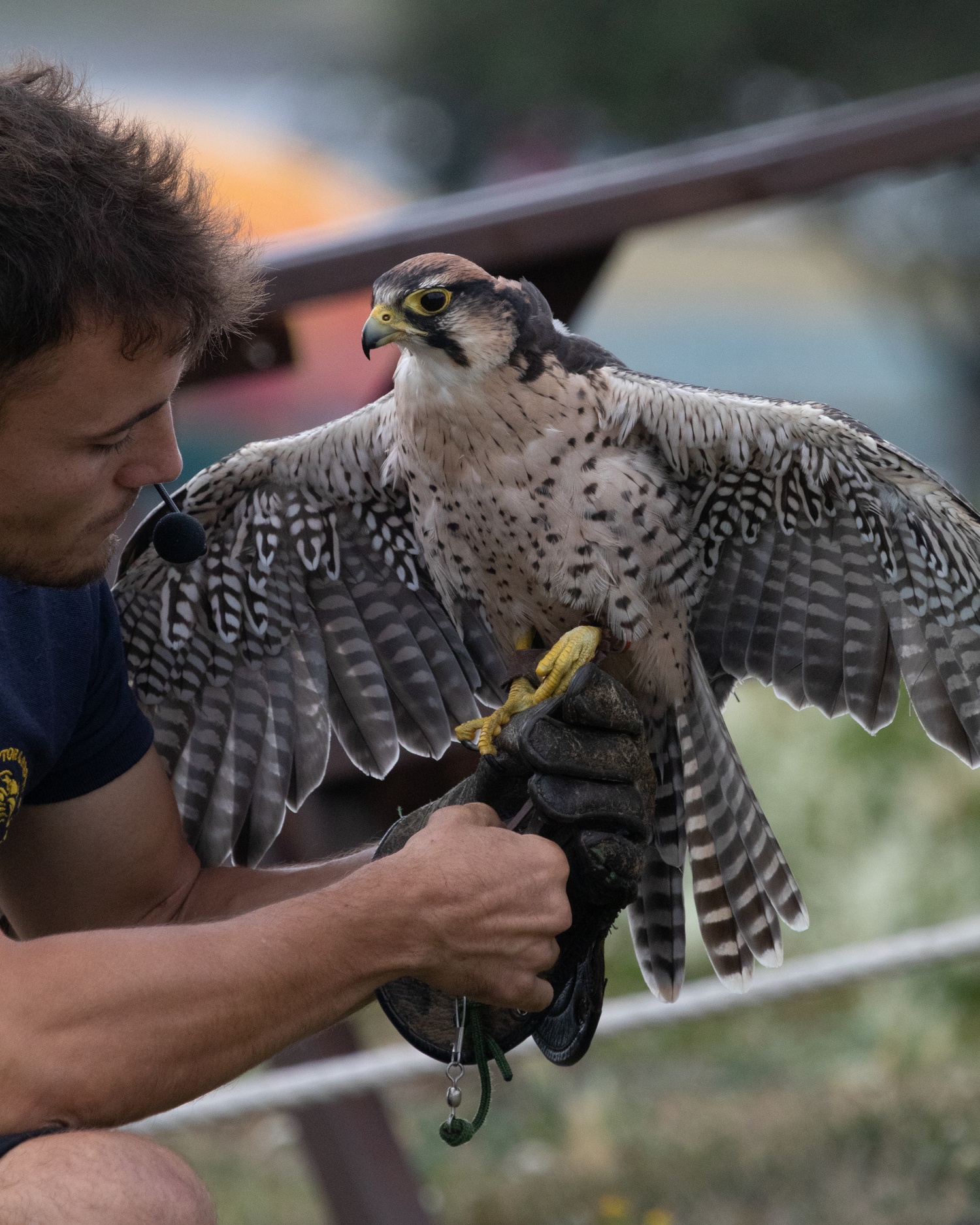 Lanner falcon with wings outstretched being held by a handler