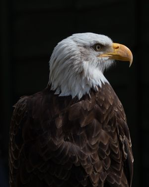 Side profile of and American bald eagle looking to the right contrasted against a dark background