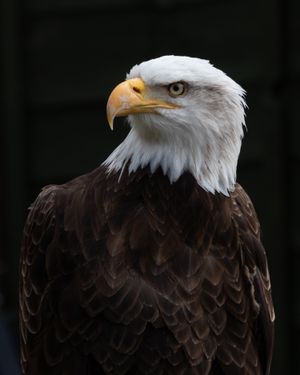Side profile of and American bald eagle looking to the right contrasted against a dark background