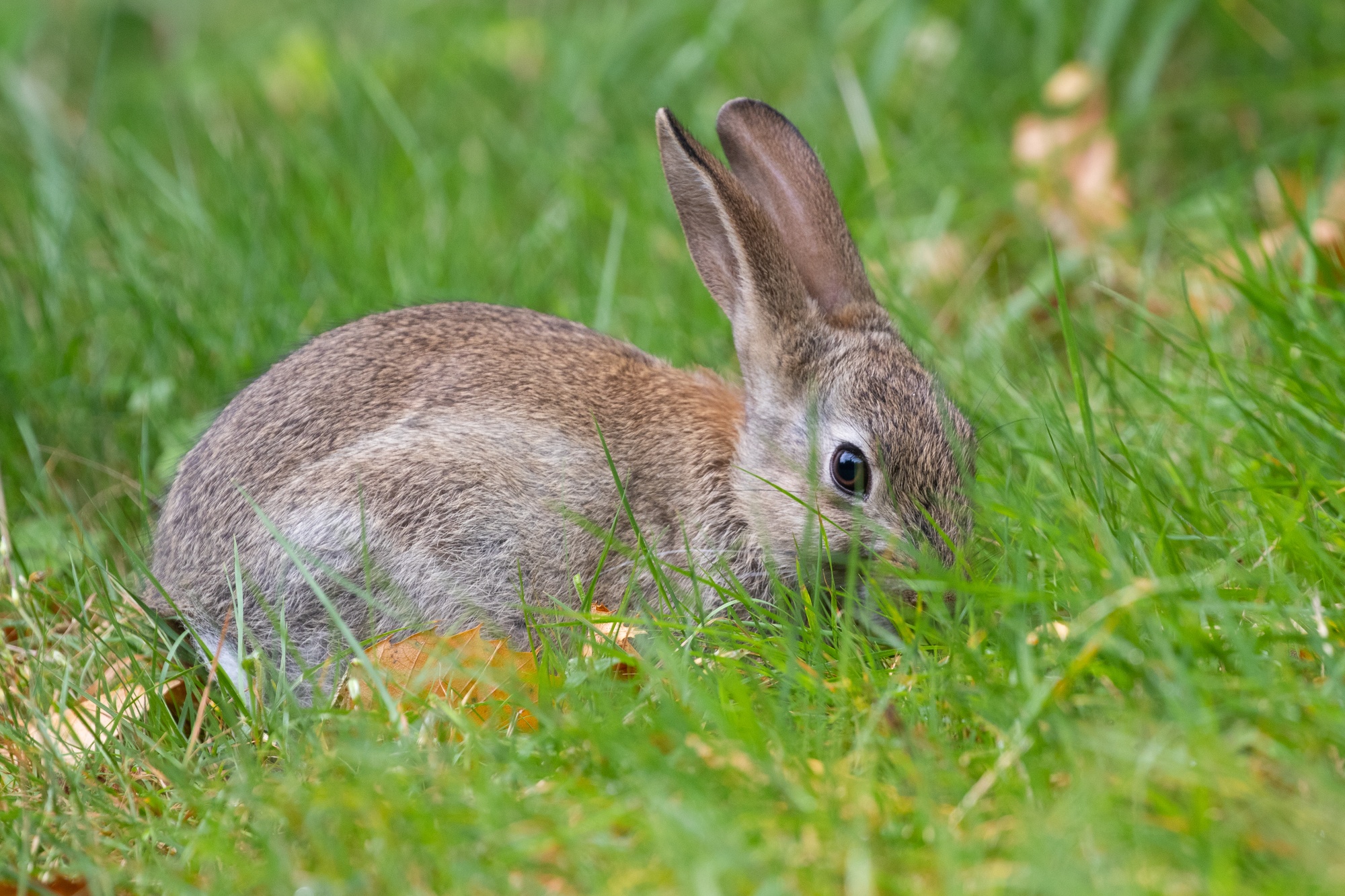 Rabbit sitting site on in grass looking at camera with one eye