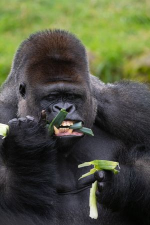 Western lowland gorilla sitting on grass with its teeth on display eating what appears to be a leek.