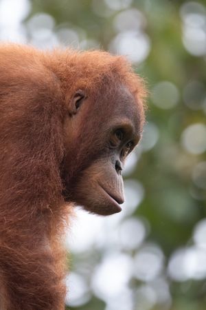 Sumatran orangutan side profile looking right with heavily bokeh trees in the background
