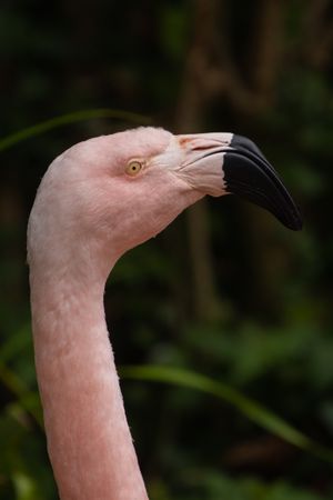 A chilean flamingo's head and neck in profile against a green and leafy background