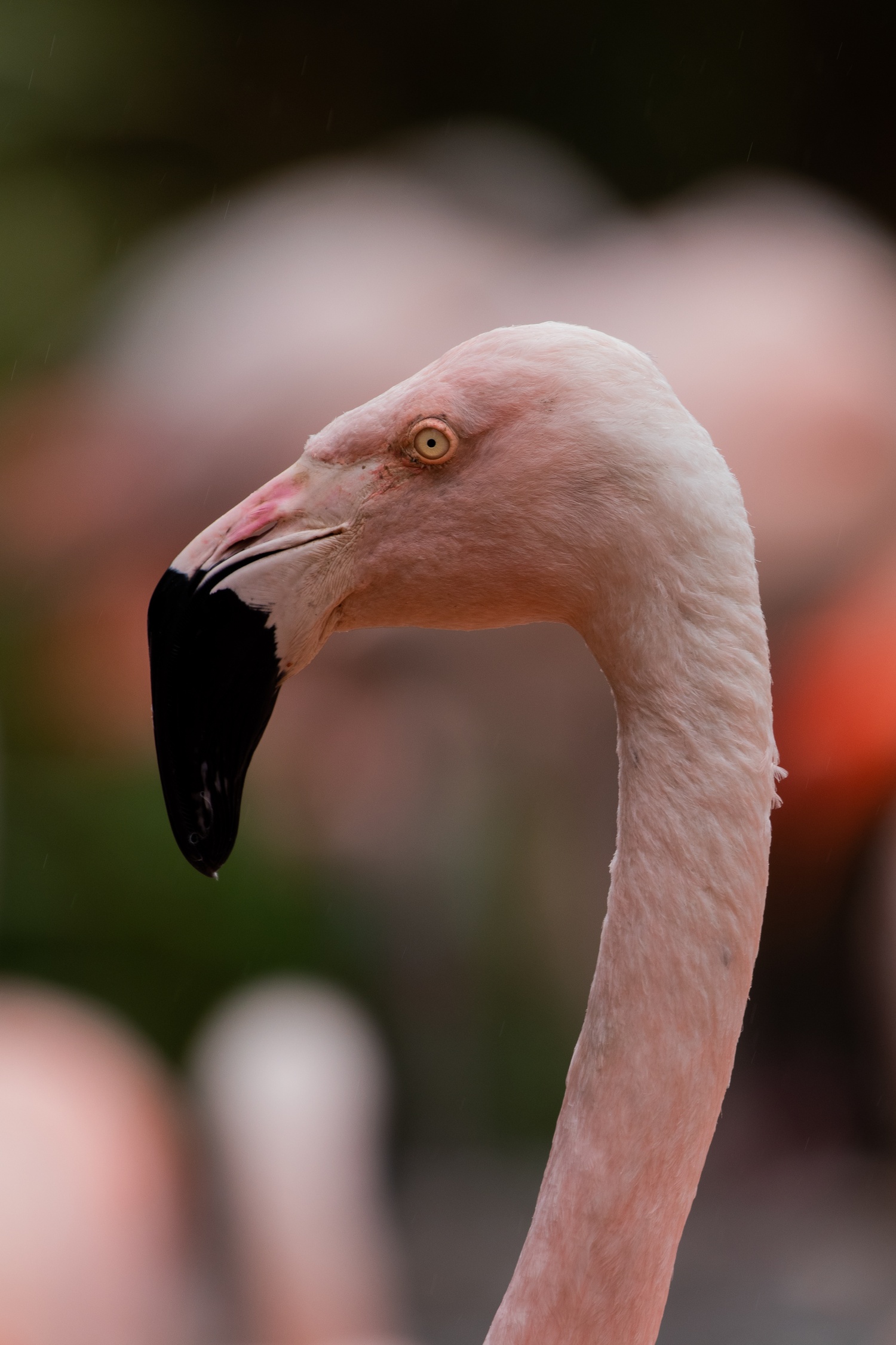 A chilean flamingo's head and neck in profile with many other flamingos blurred in the background