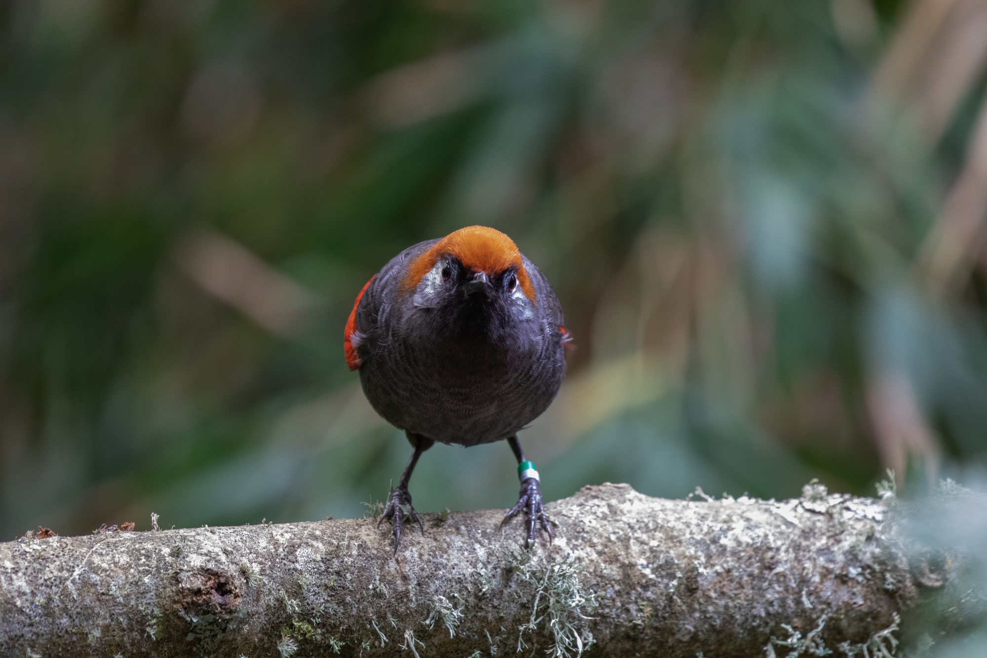 Red-tailed laughingthrush sitting on a branch looking at directly camera