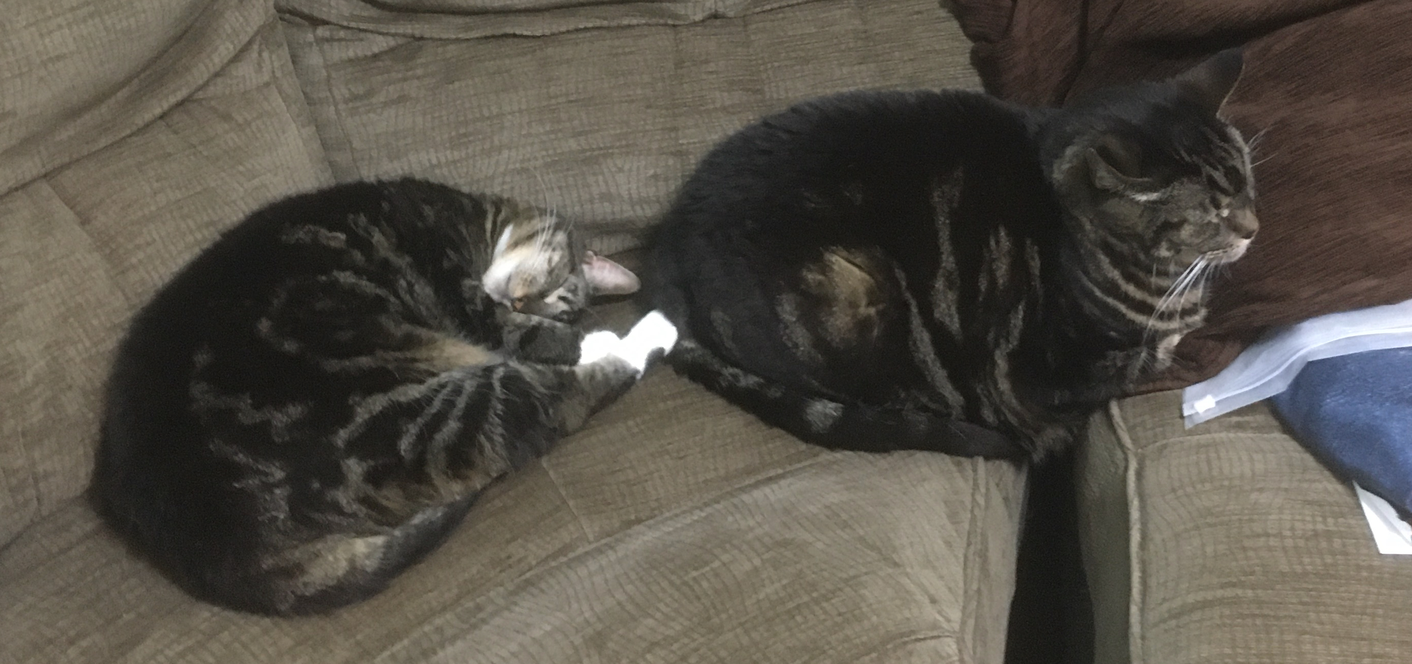 My parents two cats sat on a brown/grey sofa. Muffin on the left is curled into a ball. She is mostly black and brown but has white paws and chin. She has some paws extended. Buster on the right is sat staigh on his paws. He is also black and brown. He is lying across a 2 inch gap between two sofa segments