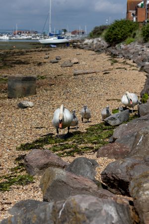 A pair of swans with their cygnets walking on rocky beach towards the camera