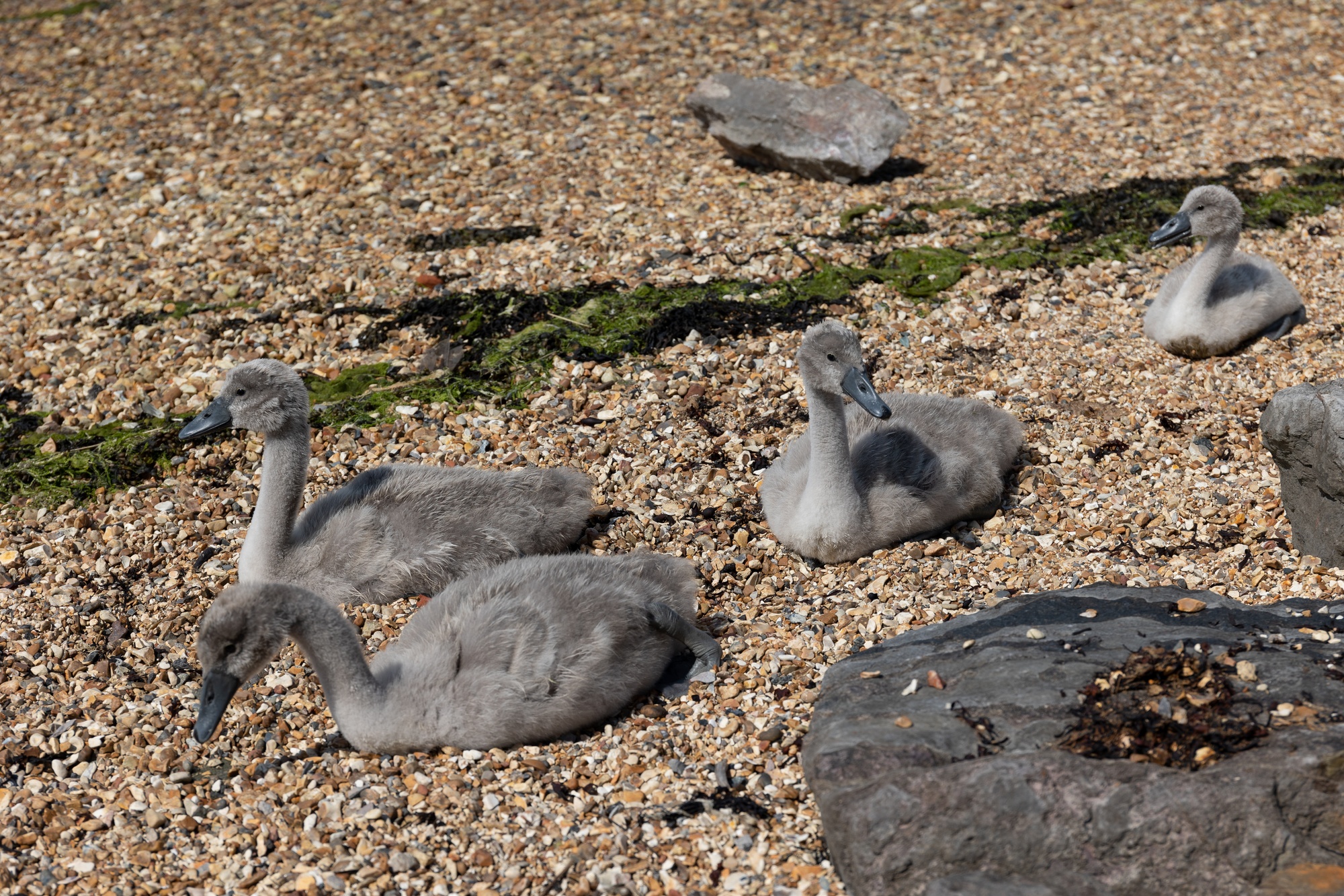 A group of cygnets sittong on rocky beach with rocks in the foreground
