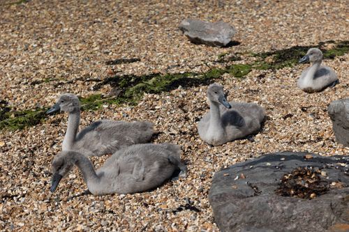 A group of cygnets sittong on rocky beach with rocks in the foreground