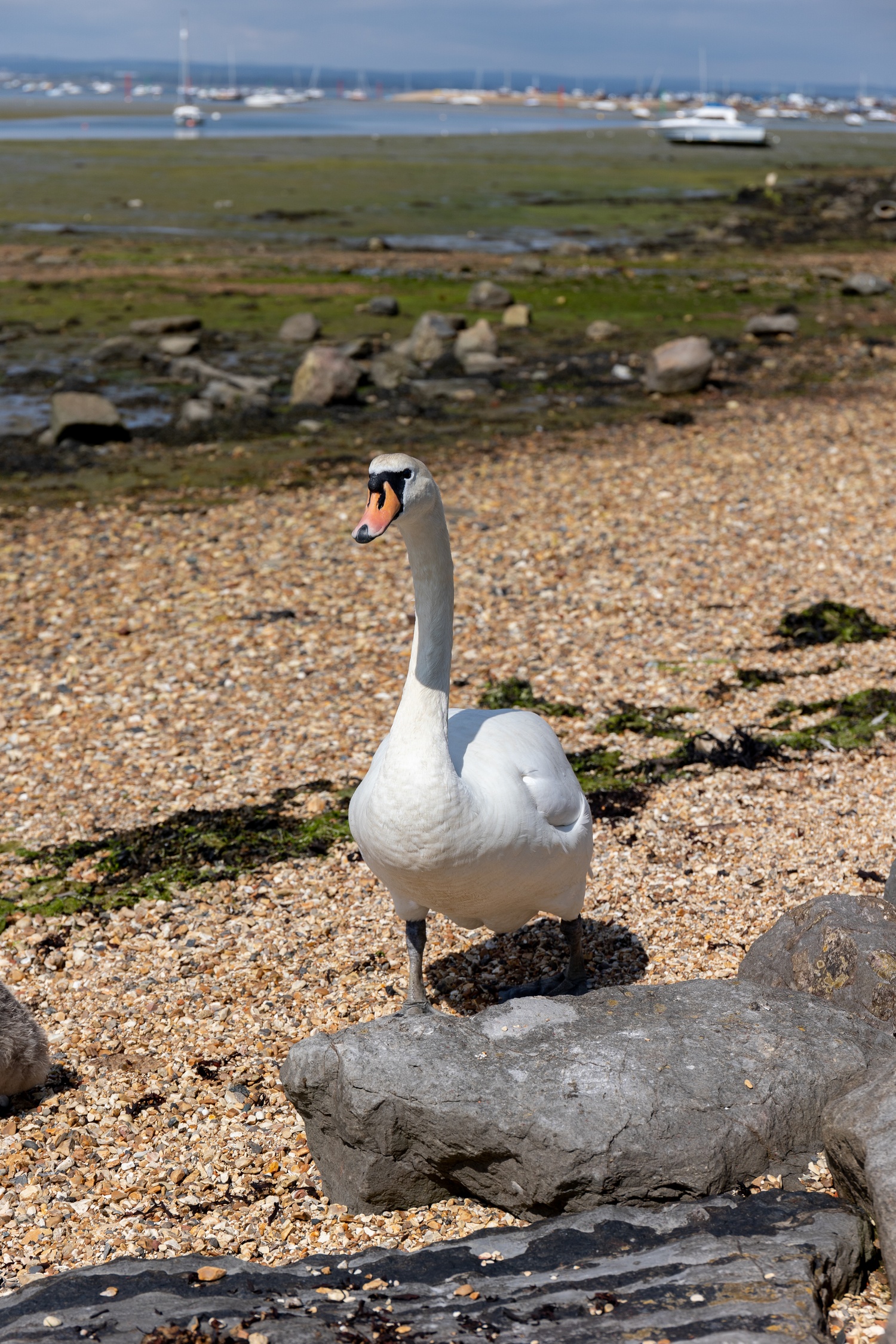 A swan walking on rocky beach towards the camera watching us and its cygnets