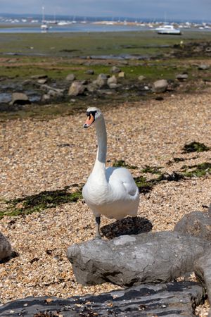 A swan walking on rocky beach towards the camera watching us and its cygnets