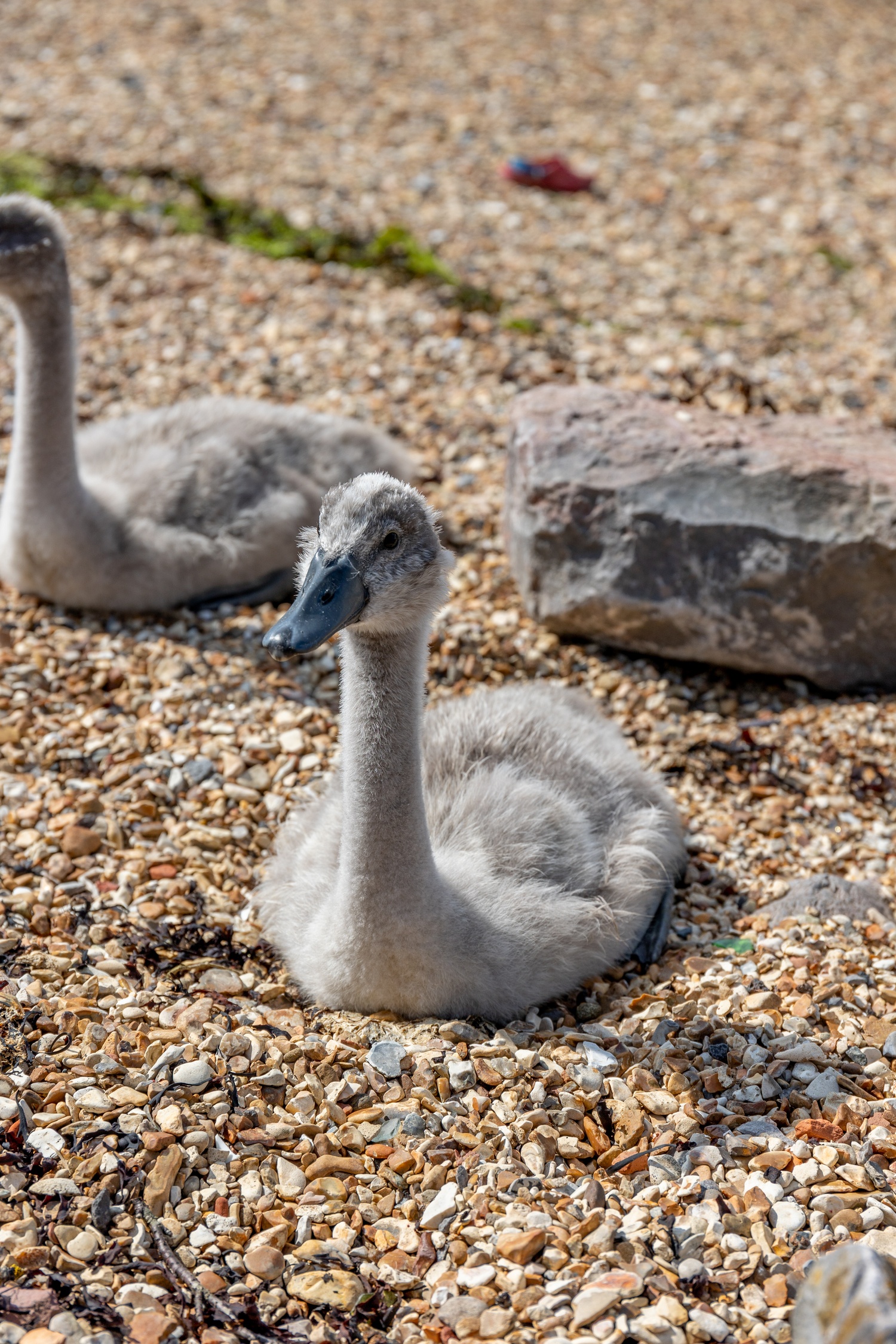 A cygnet sat on rocky beach looking to bottom left of frame