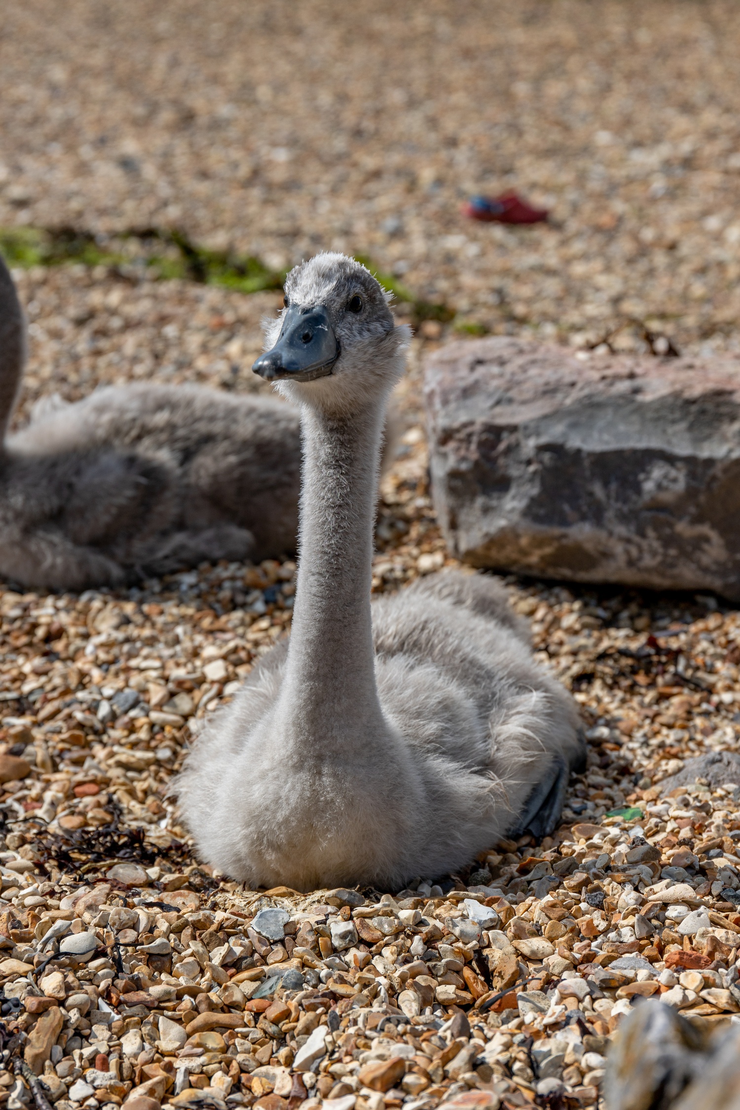 A cygnet sat on rocky beach looking to left of frame with another cygnet in the background