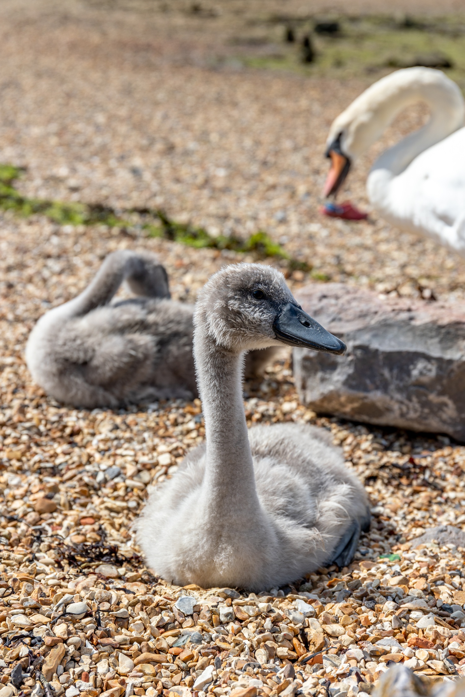 A cygnet sat on rocky beach looking to righ of frame with another cygnet and parent in the background