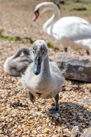 A cygnet walking towards camera on rocky beach with another cygnet and parent in the background