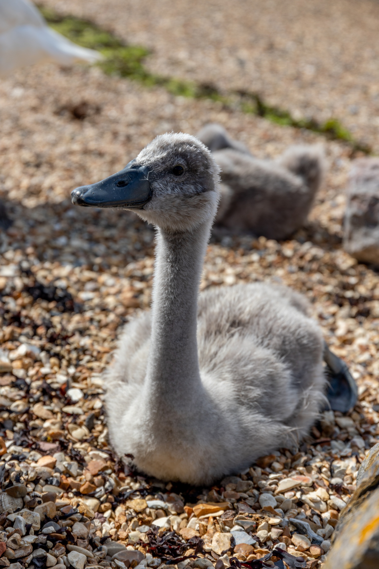 A cygnet sat on rocky beach looking to left of frame with another cygnet and parent in the background