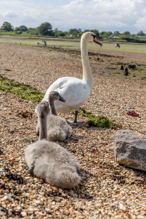 Parent swan leading two cygnets away on rocky beach with rest of beach in the background