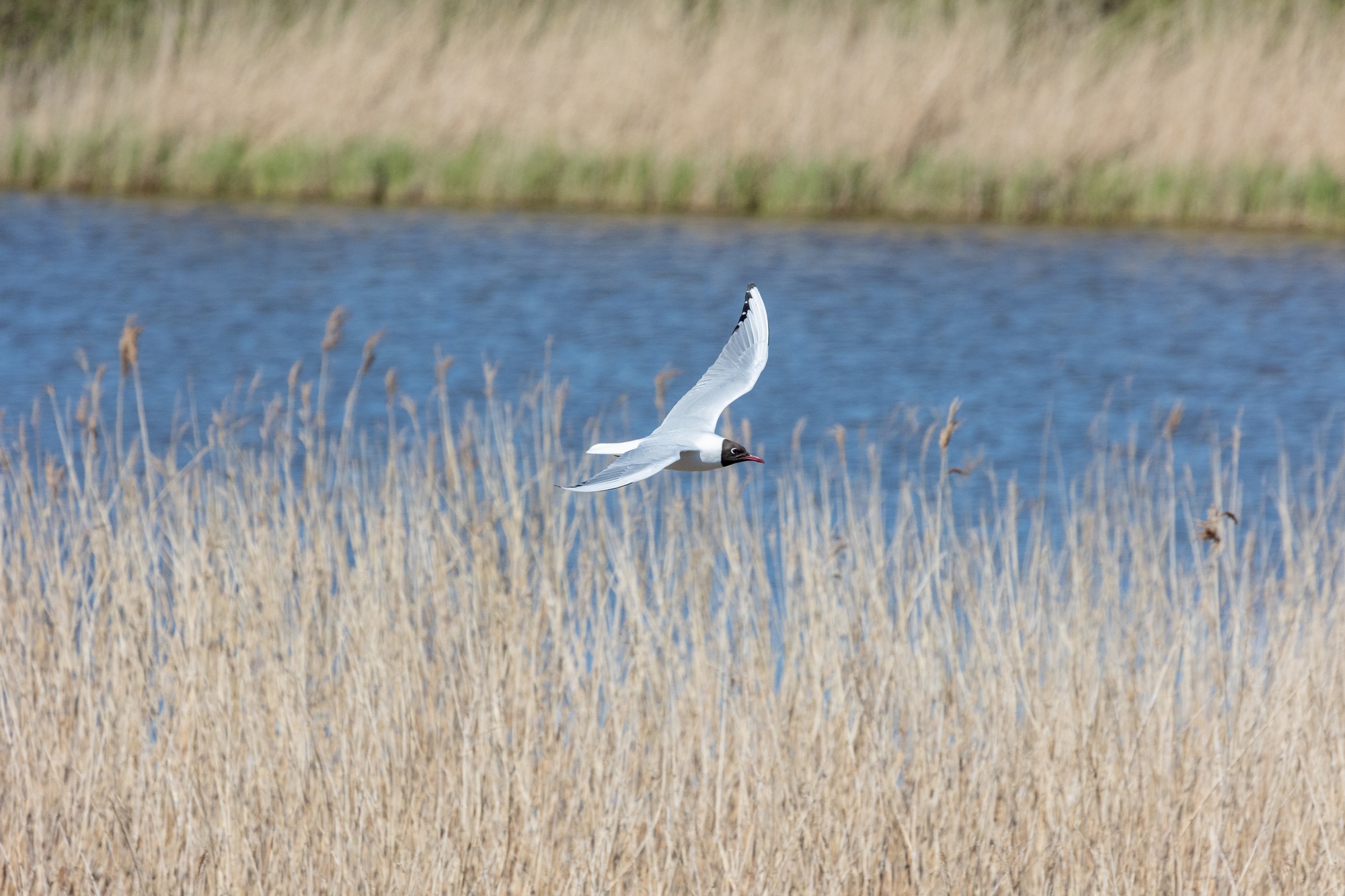 Black-headed Gull flying infront of pond and tall yellow grass