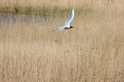 Black-headed Gull flying infront of tall yellow grass